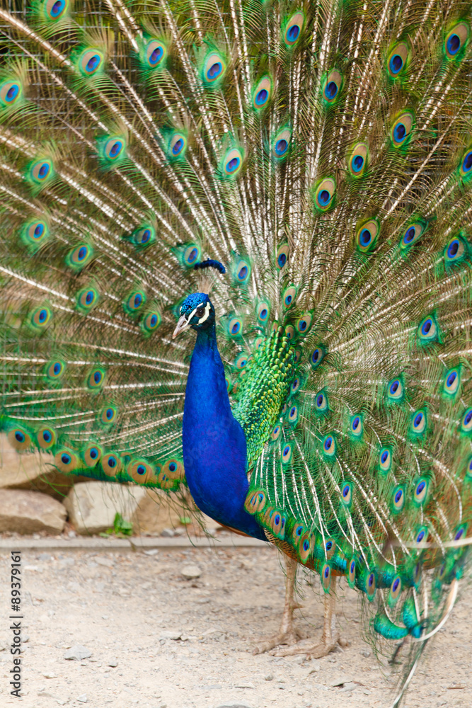 Naklejka premium Portrait of a peacock.