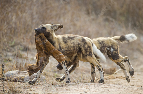 Junger Afrikanische Wildhunde mit Beute photo