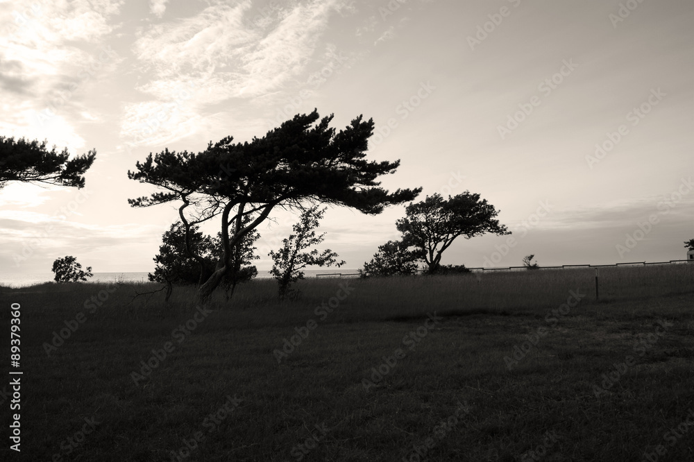Vindpinade tallar vid havet