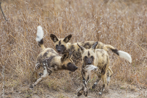 Junger Afrikanische Wildhunde mit Beute