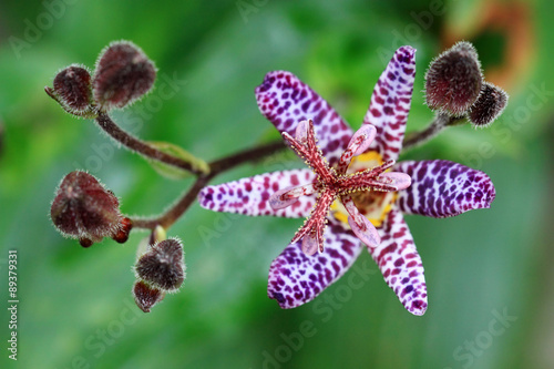 Fototapeta Naklejka Na Ścianę i Meble -  The Tricyrtis belongs to the orchid family
