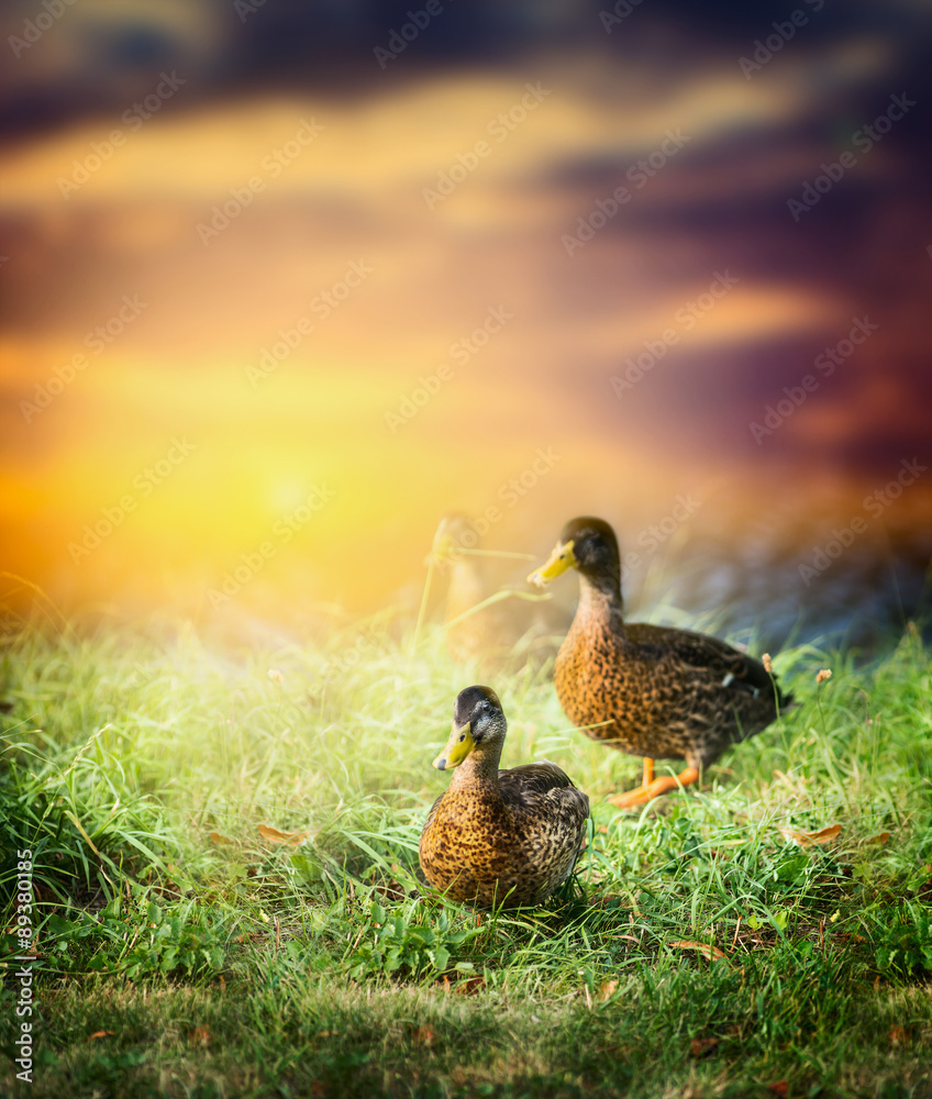 wild duck on the grass on the background of beautiful nature and sunset sky wild duck on the grass on the background of beautiful nature and sunset sky