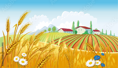 Rural landscape with fields