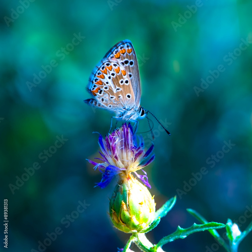 Lycaena alciphron photo