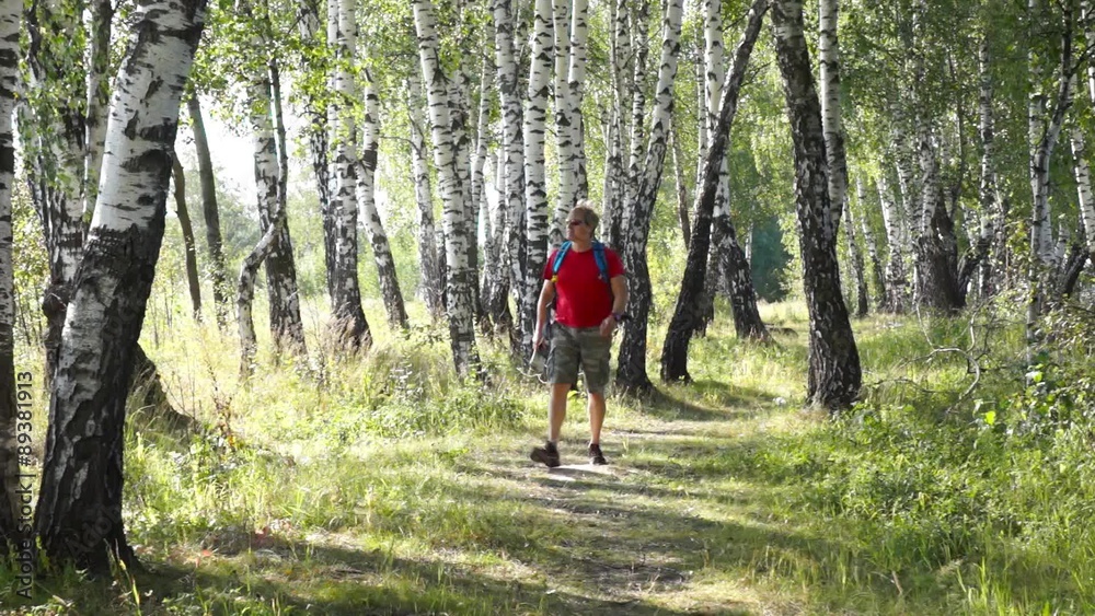 Middle age male hiker trekking in a birch wood, eхploring map Middle age male hiker trekking in a birch wood, eхploring map