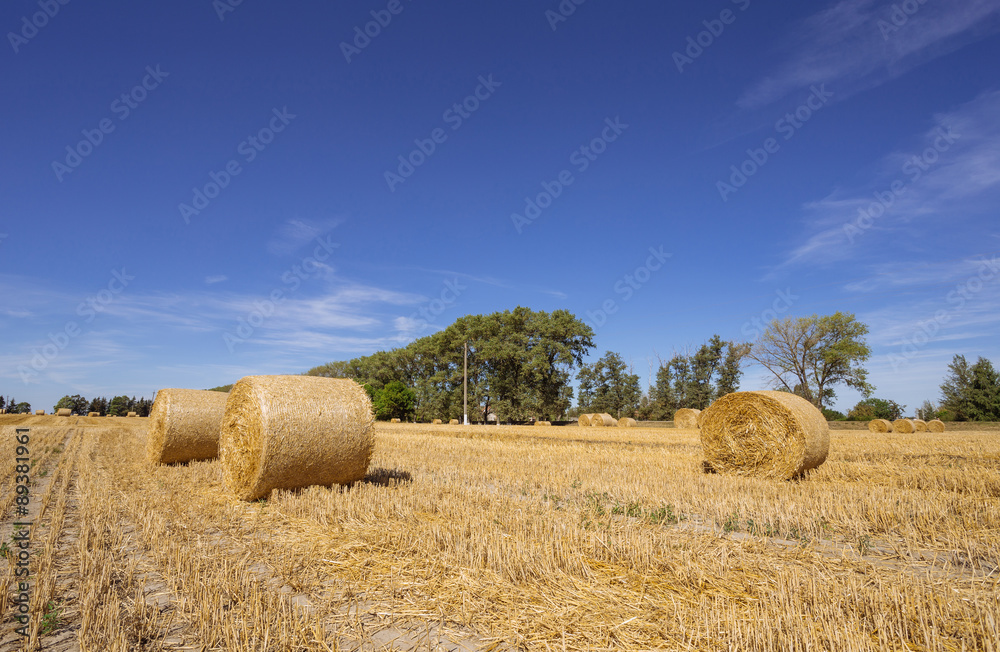 Hay bales on the field after harvest