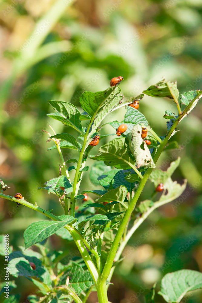 Obraz premium Colorado potato beetle.