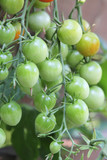 Green cherry tomatoes plant