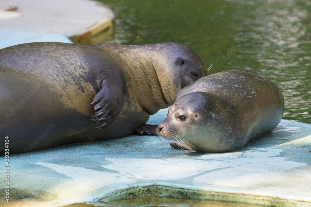 Fototapeta premium Harbour seal (Phoca vitulina) baby