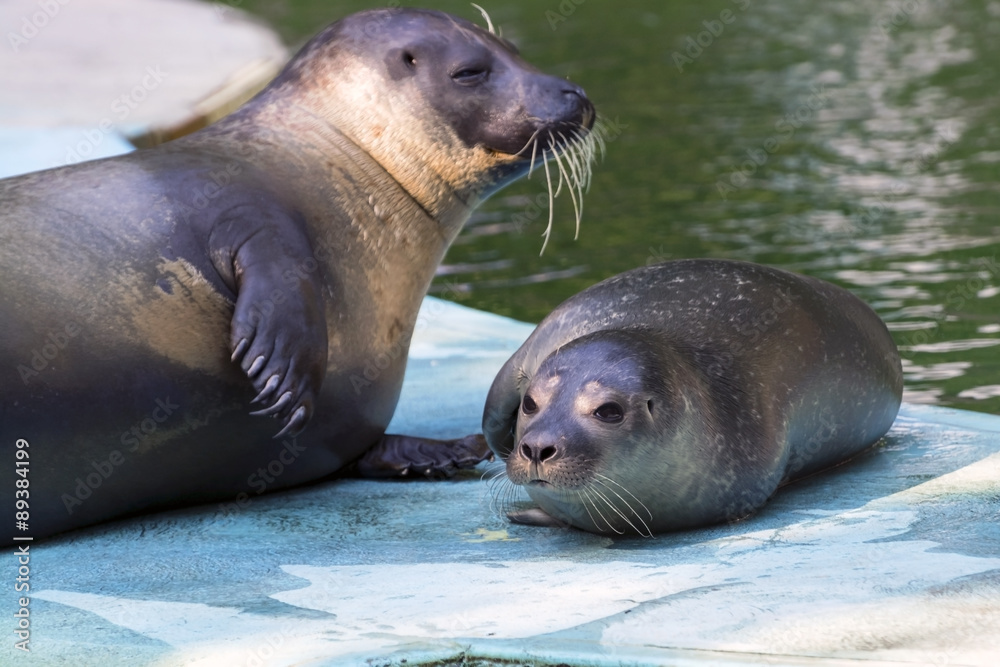 Obraz premium Harbour seal (Phoca vitulina) baby