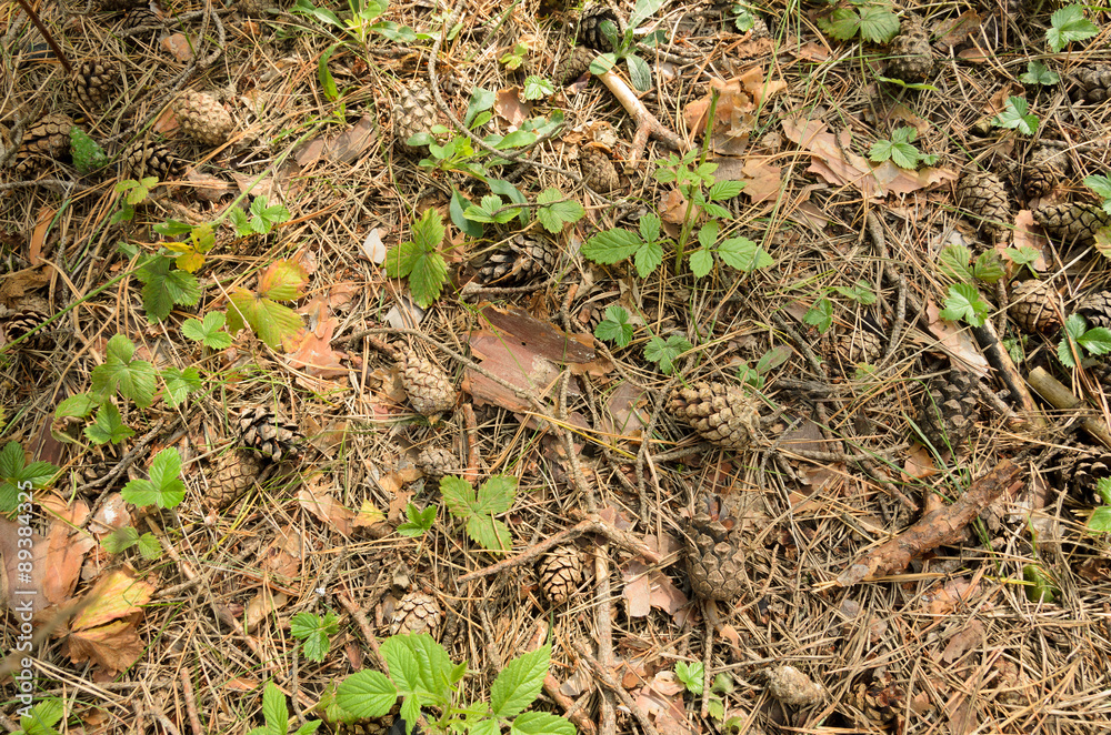 texture - land surface in a pine forest texture - land surface in a pine forest
