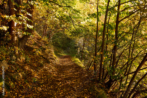 Forest trail in autumn