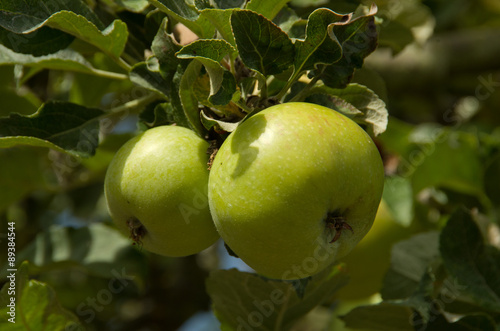 apples