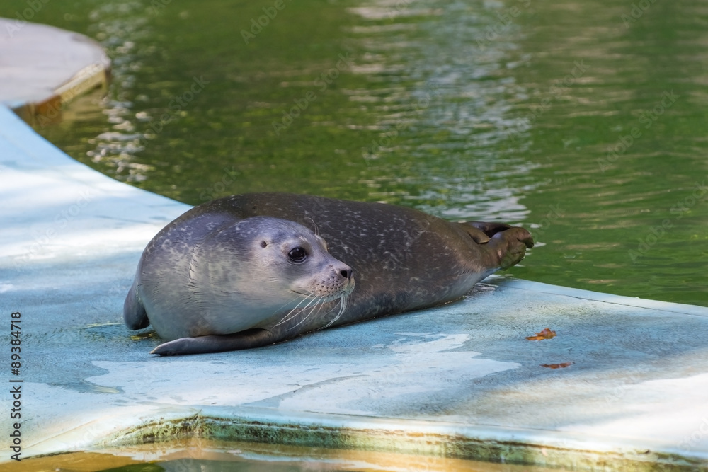 Naklejka premium Harbour seal (Phoca vitulina) baby