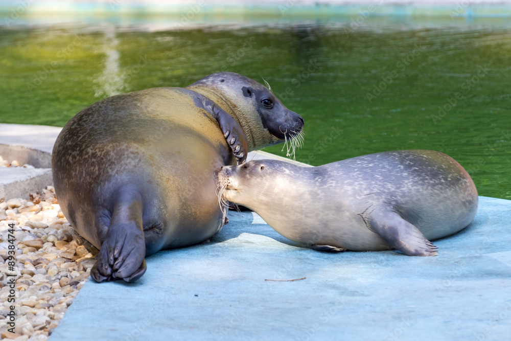 Harbour seal (Phoca vitulina) baby