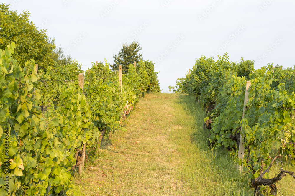 Wineyard in Serbia