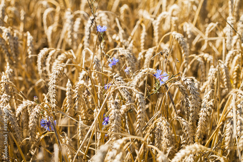 Goldenes Weizenfeld kurz vor der Ernte im Sommer
