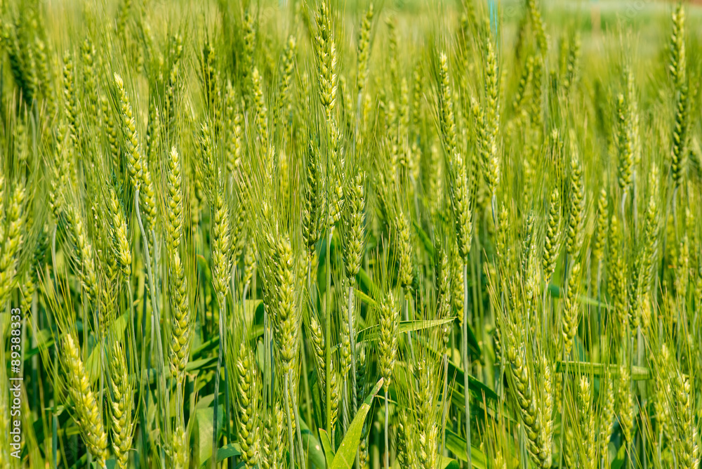 Hectares of barley Hectares of barley