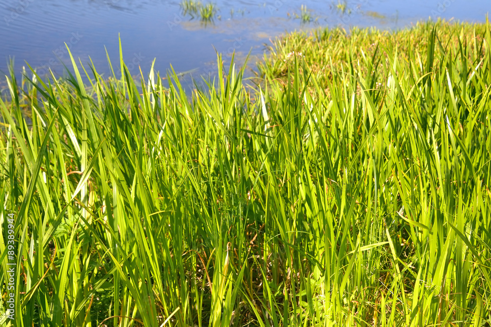 Obraz premium Sedge.