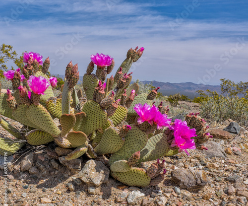 Beavertail Cactus Blooming in Desert