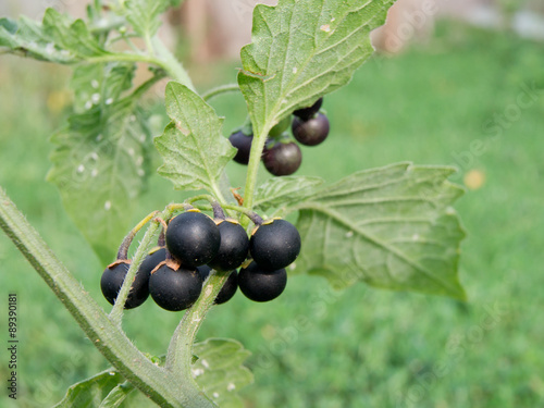 Quadro em tela Black nightshade (Solanum nigrum)