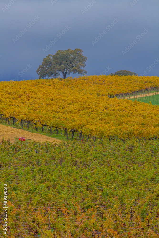 Fototapeta premium Rutherford Vineyard, Napa Valley