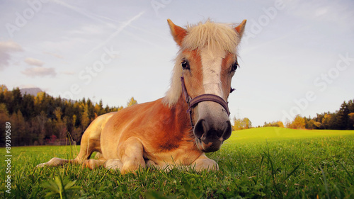 Fototapeta Naklejka Na Ścianę i Meble -  Youn horse