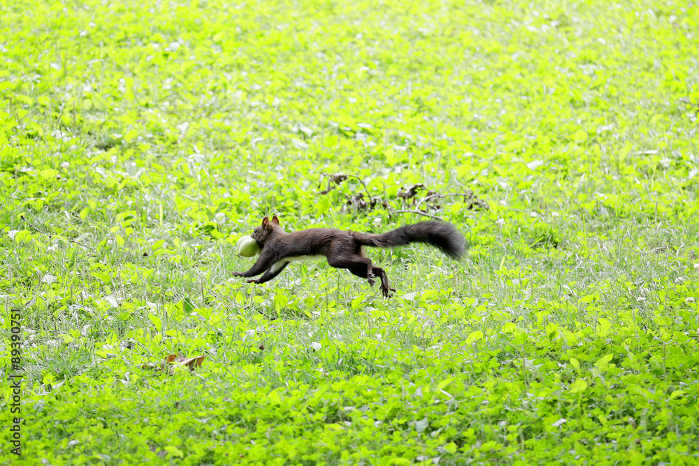 Obraz premium 餌を銜え飛ぶように走るエゾリス