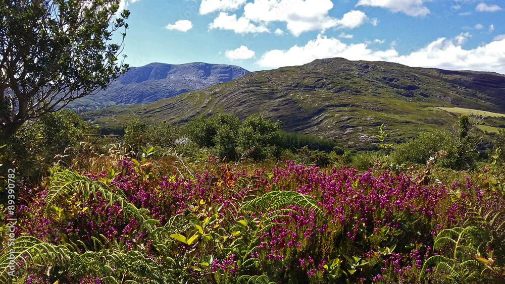 Obraz premium Caha Mountains, Beara, Irland