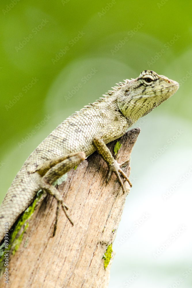 calotes emma alticristatus is spcies name of reptile calotes emma alticristatus is spcies name of reptile