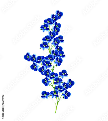 forget-me-flower isolated on white background