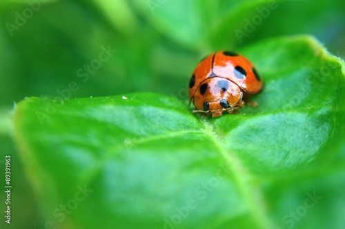 tiny ladybug on green leaf © madcat_madlove
