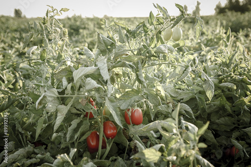 Tomatera. Planta tomatera. Tomates en la planta antes de ser cosechados. Cosecha del tomate. photo