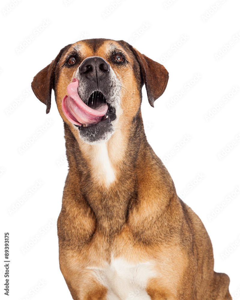 Close Up Of Large Mixed Breed Dog Licking Lips Close Up Of Large Mixed Breed Dog Licking Lips