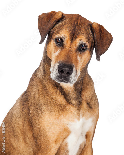 Close Up Of Beautiful Large Mixed Breed Dog