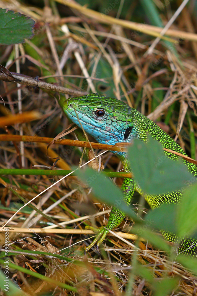Green lizard, Lacerta viridis, in mating colors in its natural habitat