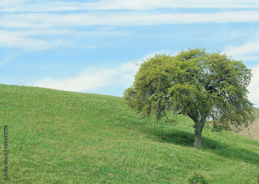 A beautiful landscape of an oak tree in a green grass meadow with a blue sky and white clouds. A beautiful landscape of an oak tree in a green grass meadow with a blue sky and white clouds.