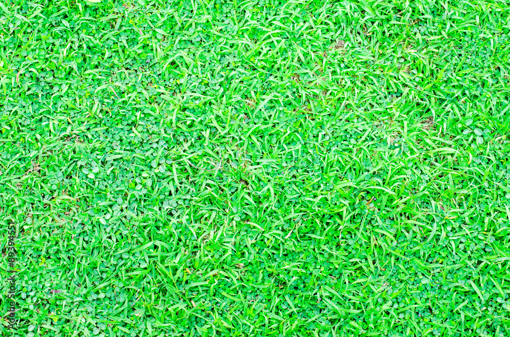 Nature background with green grass Nature background with green grass