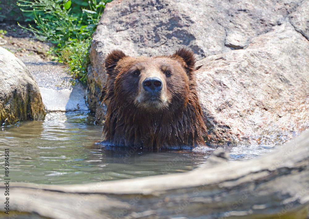 Obraz premium Grizzly Bear - isolated