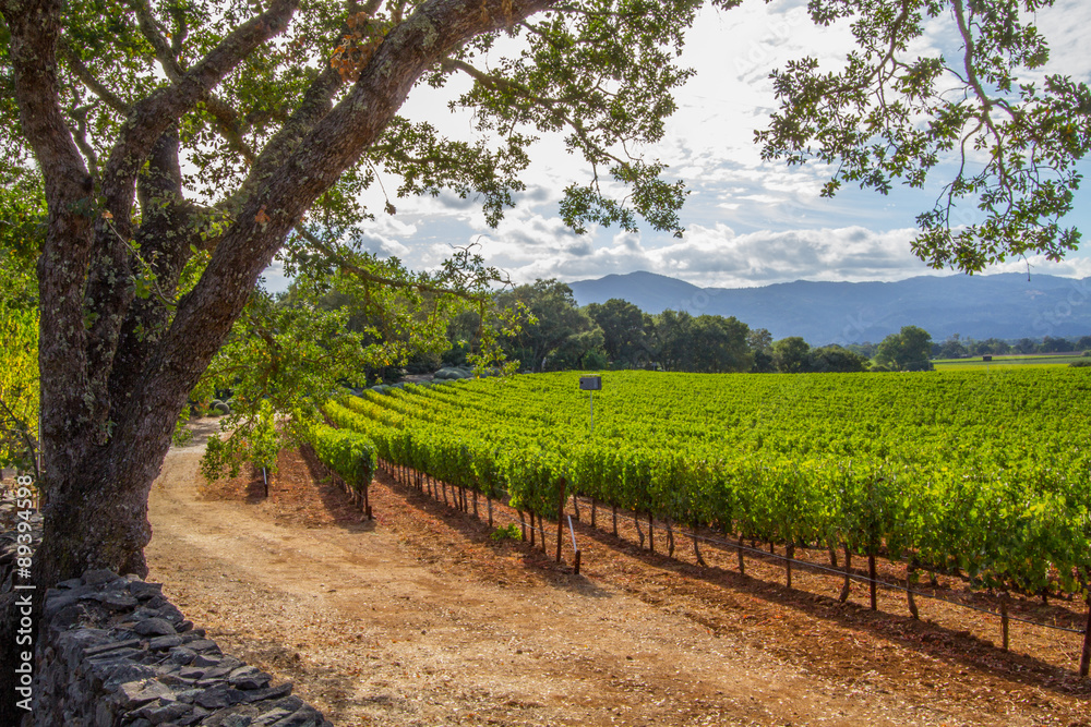 Fototapeta premium Napa Vineyard