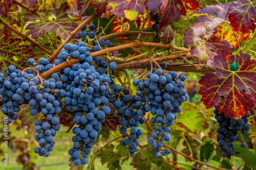 Napa Cabernet at Harvest