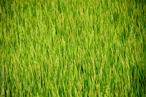 rice ear in summer