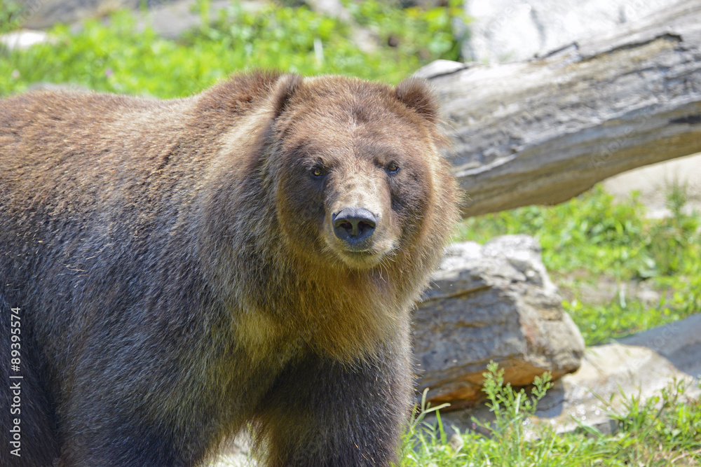 Obraz premium Grizzly bear isolated