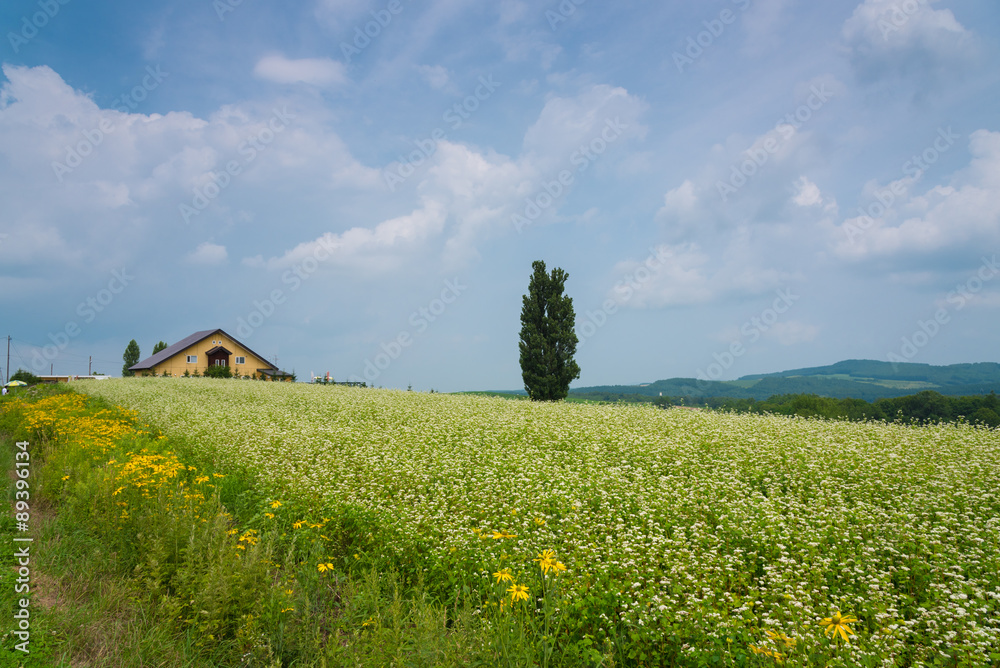 Obraz premium Ken and mary at biei