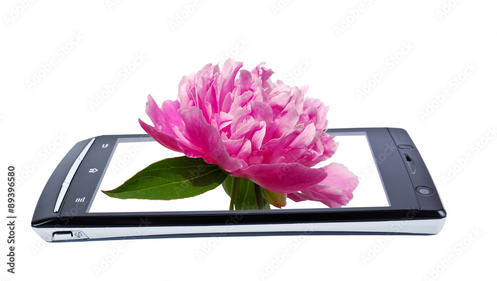 Peony flower on display smartphone. Collage