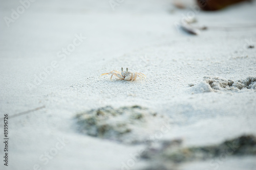 Crab on shore in close-up view photo