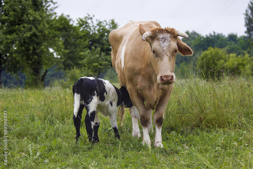 Cow and calf suckling in a meadow