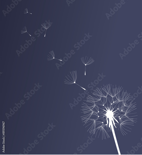 Fototapeta Naklejka Na Ścianę i Meble -  Dandelion