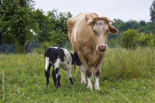 Cow and calf suckling in a meadow © agephotography