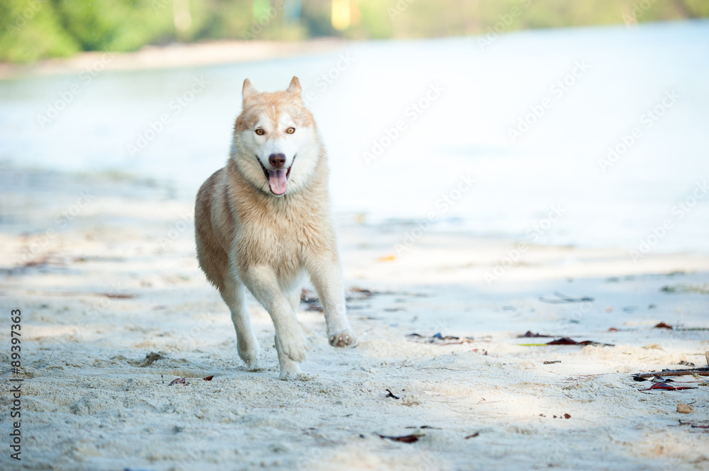 Obraz premium Dog playing at the beach
